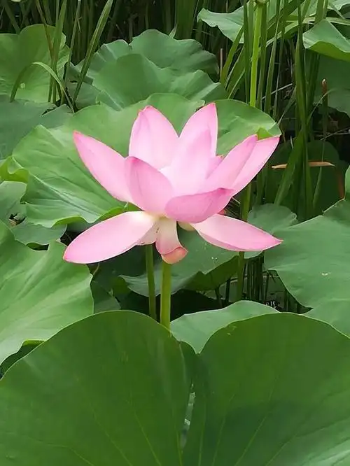 铁岭大莲花村——荷园游记