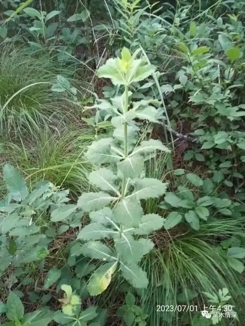 沙参的一年四季