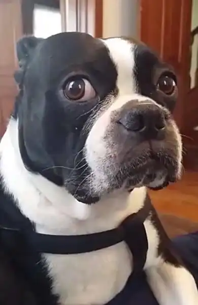 比特犬会听人话主人跟它说震惊消息它突然瞪大眼睛