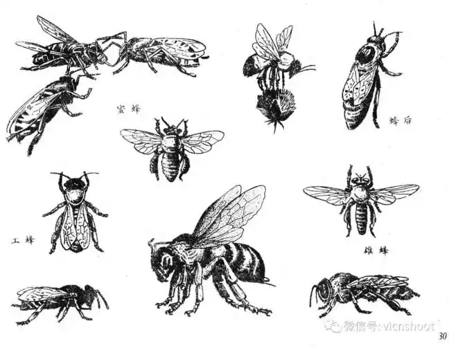 黑白描线稿图——昆虫1