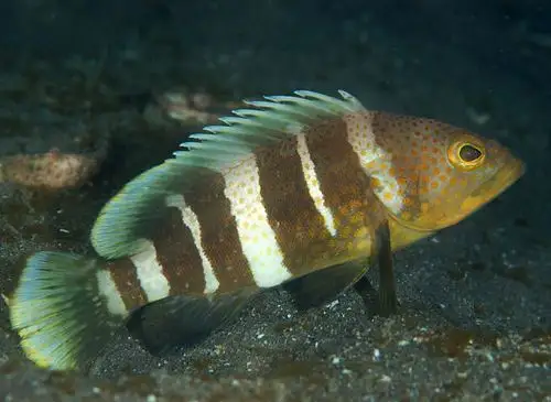青石斑鱼