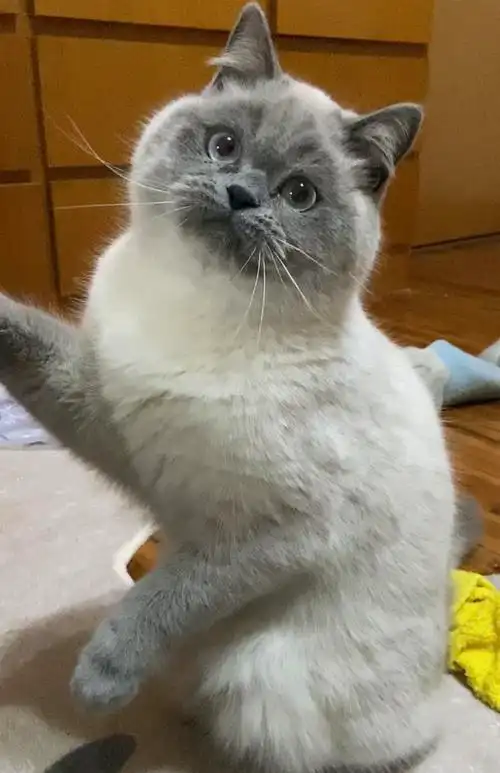 讨论特别心动但不能行动的英短重点色