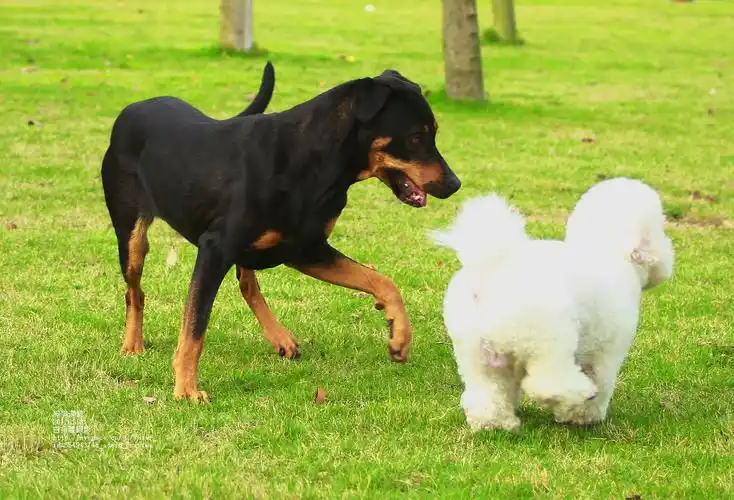 标题:一对小情侣