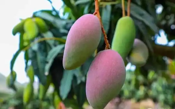 辰颐物语丨贵妃芒活动来袭_芒果