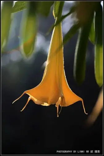 神秘,诡异的曼陀罗花