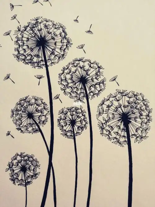 31针管笔手绘蒲公英