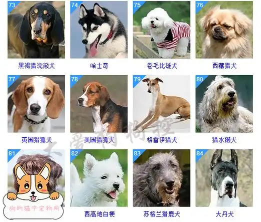 狗狗品种大全及图片按体型智商都是这么分的