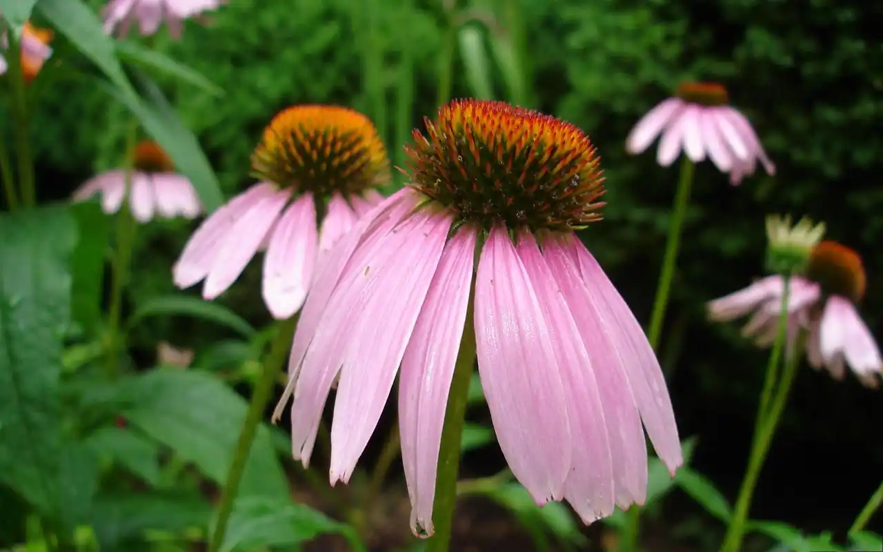 唯美植物紫锥花图片高清电脑桌面壁纸(一)