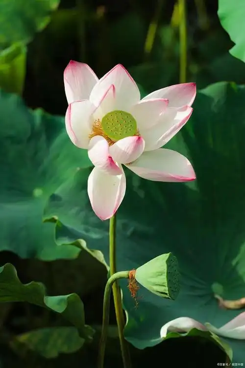 七律·夏荷|西峰隐映一池荷,翠盖云裳照绮罗