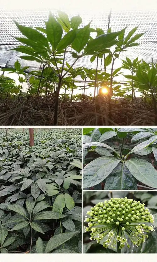 晓楚仁正宗云南文山三七10头12头14头16头18头药效王可代磨粉精选田七