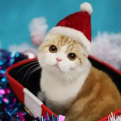 每日吸丨卖萌的圣诞猫