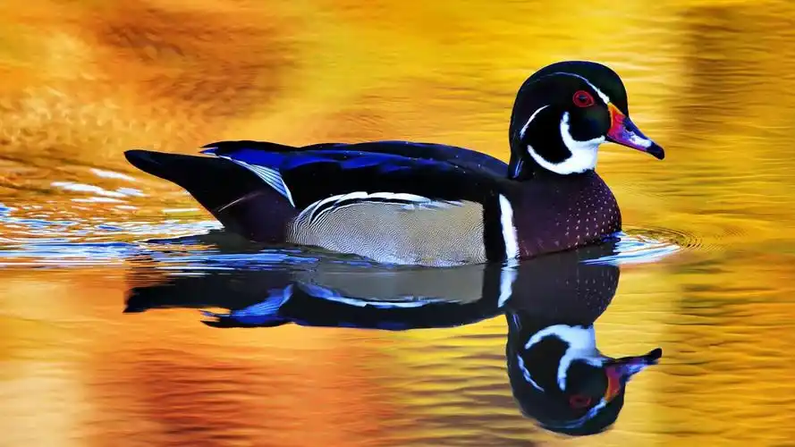 可爱动物壁纸合集