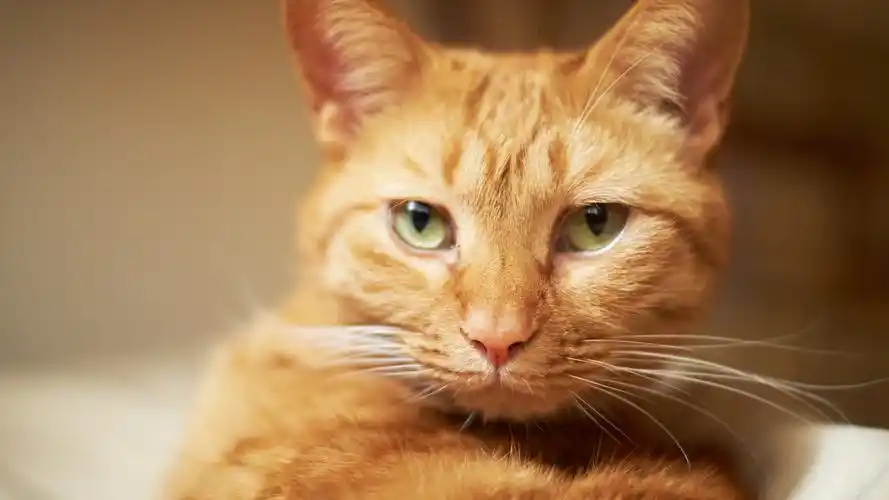 一个棕色的猫,脸,小胡子 壁纸 - 1920x1080 全高清