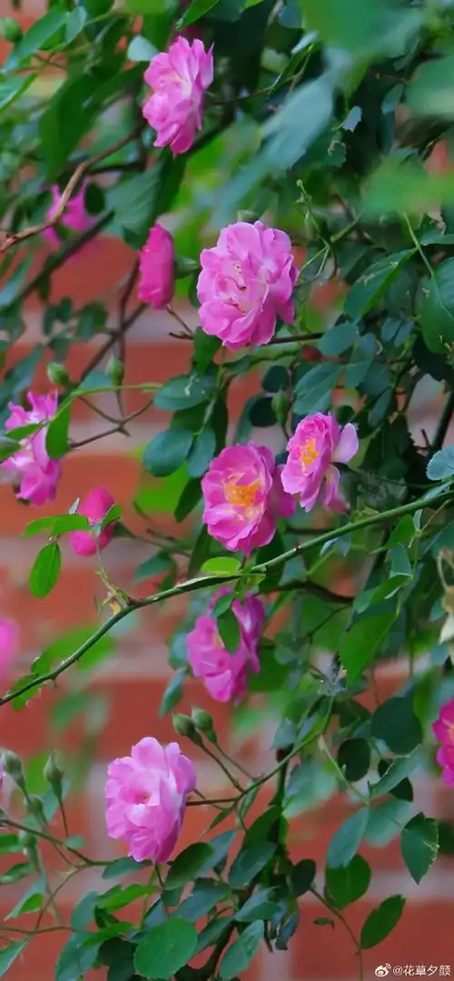 壁纸 花 桌面 690_1492 竖版 竖屏 手机