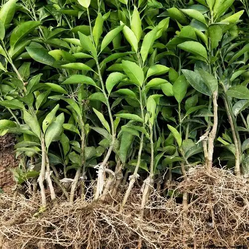 沃柑苗出售