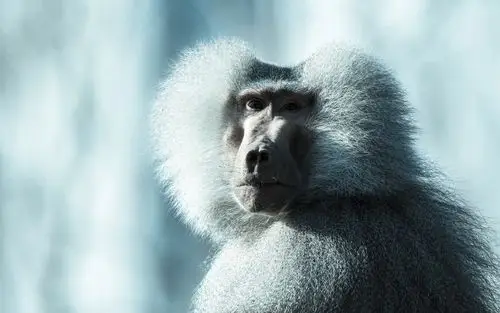 蓬松的猴子,狒狒,回头看 壁纸 - 2880x1800