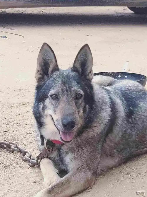 中国老版狼青 - 捷克狼犬交易 - 猛犬俱乐部-中国具有影响力的猛犬