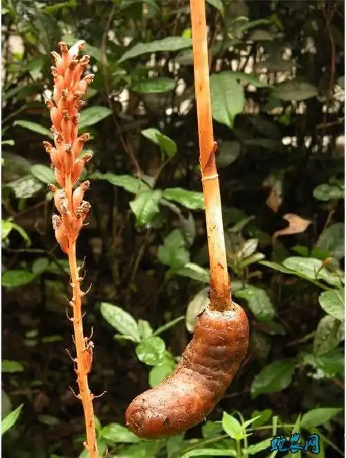 天麻全株图片天麻是没有叶子的植物哦天麻的花朵天麻切片天麻抽薹的