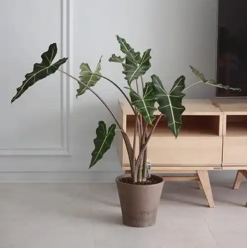 荷兰ins风萨安海北欧网红植物alocasiasarian稀有绿植