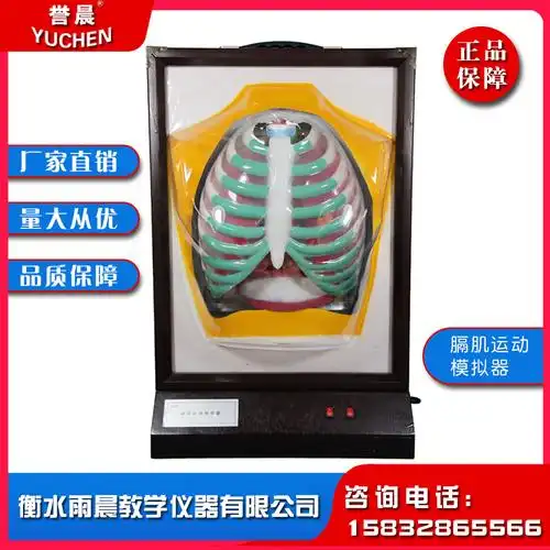 j3343膈肌运动模拟器中学及相关院校膈肌运动与肺呼吸教学教具