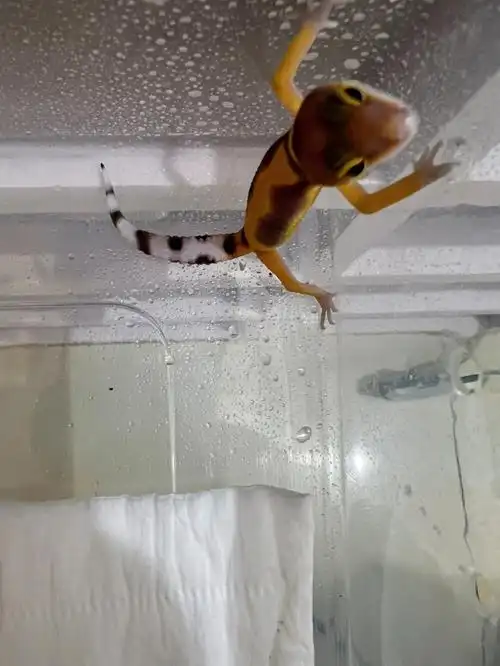 特立独行饲养员  #家有爬宠  #豹纹守宫  #豹纹守宫找家