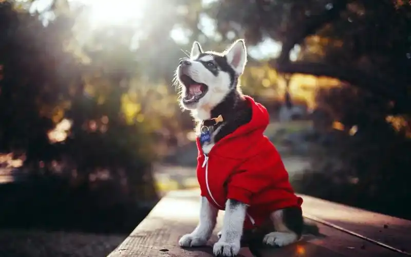 狗中极品哈士奇呆萌壁纸卖萌搞怪汪星人