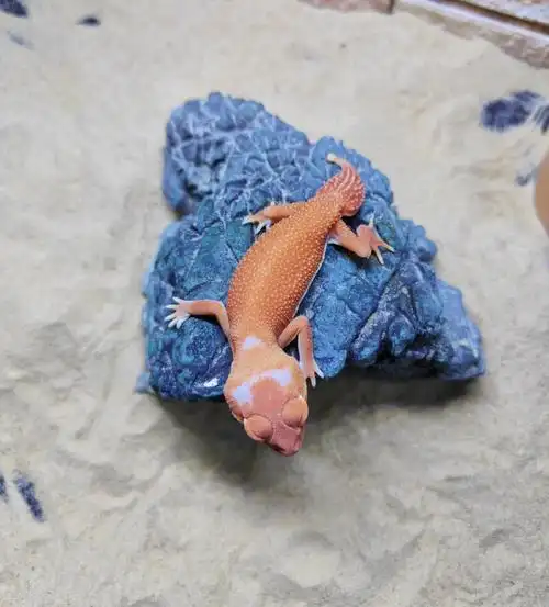 可爱的瘤尾守宫