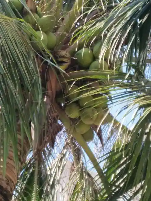 瞧!椰子树的果实,好诱人啊!