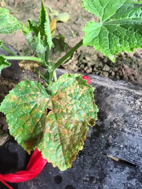 黄瓜病害 谢谢专家