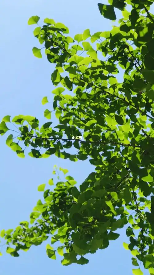 绿色的银杏也很美