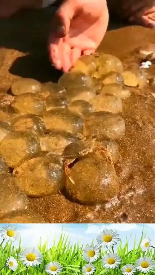 这一窝是鲨鱼卵,一个个长的跟鸡蛋那么大!_腾讯视频