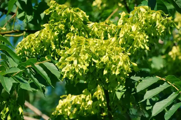 秋天的白蜡树,原创拍摄__财经头条