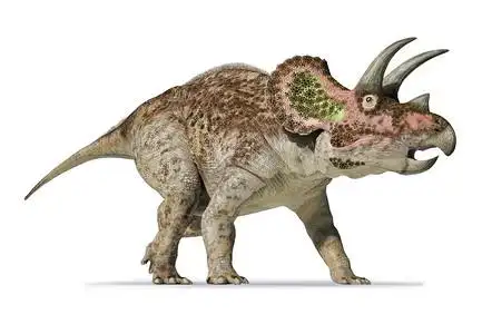 白色背景上的三角龙照片逼真3d渲染图片素材