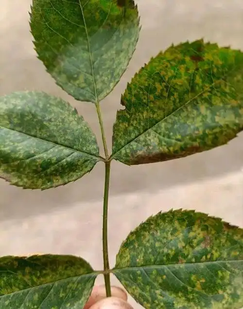 26种月季病虫害图片,最全面的病情图,对号入座及时发现月季问题