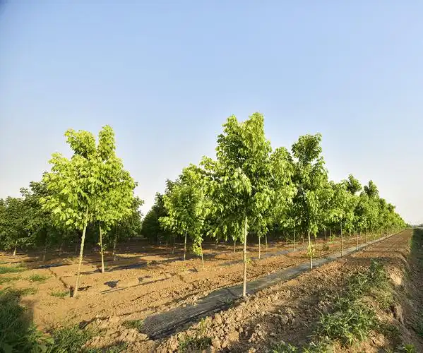 金叶复叶槭(金叶复叶槭产地在哪)