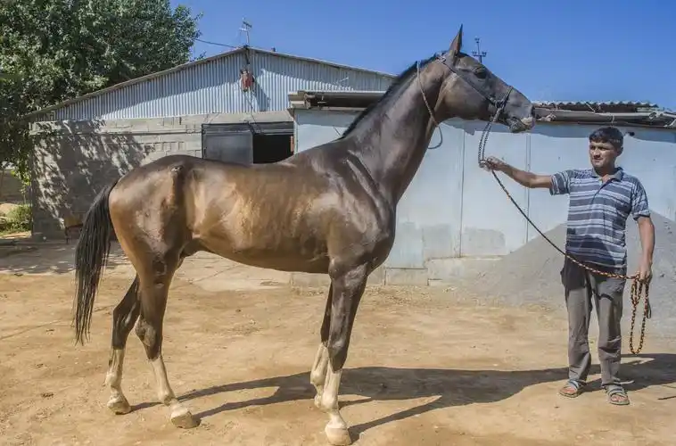 汗血宝马——,土库曼斯坦见闻录