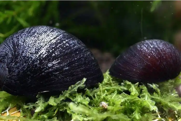 黑金刚螺会啃藻的黑疙瘩