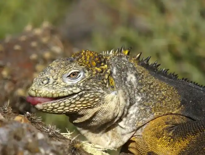 p>加拉帕戈斯陆鬣蜥(学名: i>conolophus subcristatus /i>):体重达