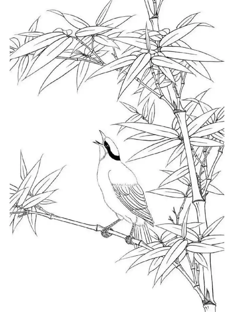 工笔画《竹与鸟》白描稿