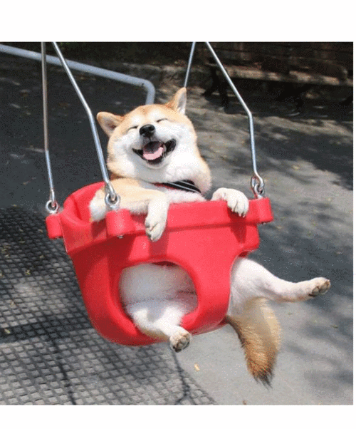 爱荡秋千的秋田犬