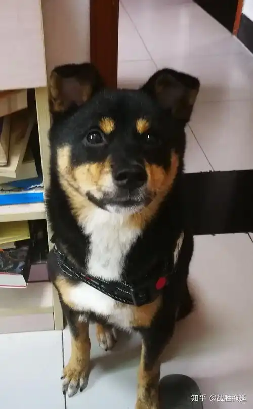 四眼黑土狗为什么那么贵呢