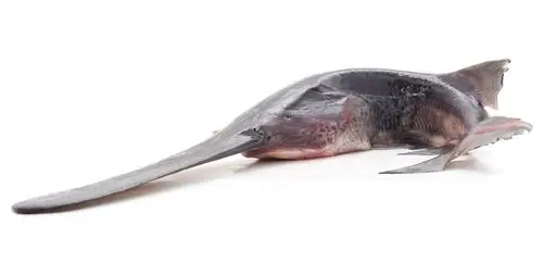 初见即是永别的长江白鲟,为何倒在了2019年最后一天