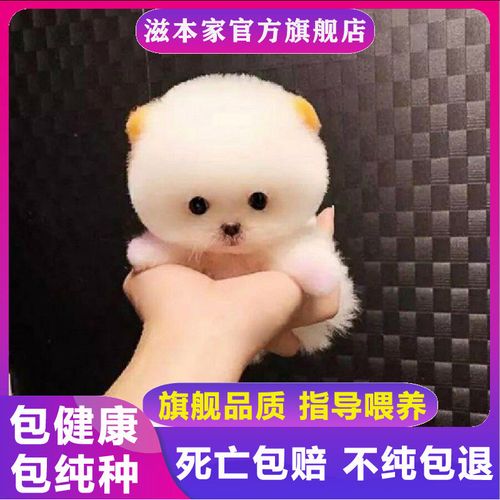 【指定官方宠物旗舰店】茶杯犬纯种超小博美幼犬长不大可爱俊介狗