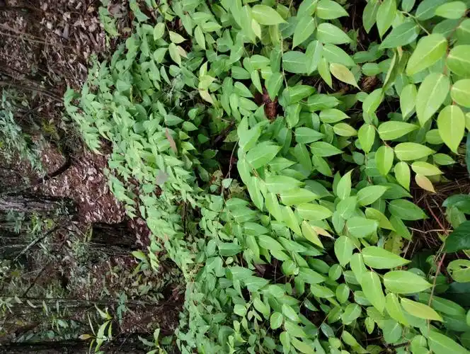 新鲜原生态透骨香中药材滇白珠透骨草全株满山香搜山虎原生态