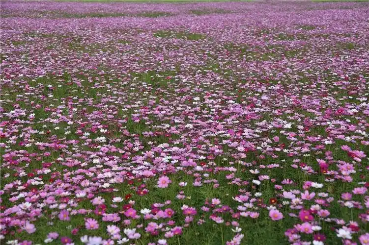 惊艳!丽水再现"百亩花海"大花园,波斯菊,向日葵免费看!错过再等一年!