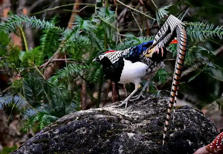 汉中佛坪拍红腹锦鸡红腹角雉白腹锦鸡金丝猴