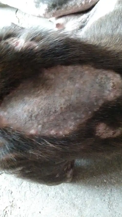 狗身上长这样一块一块的是什么病.