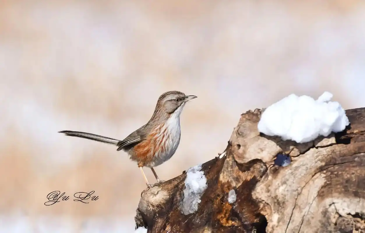 山鹛(学名:rhopophilus pekinensis): - 抖音