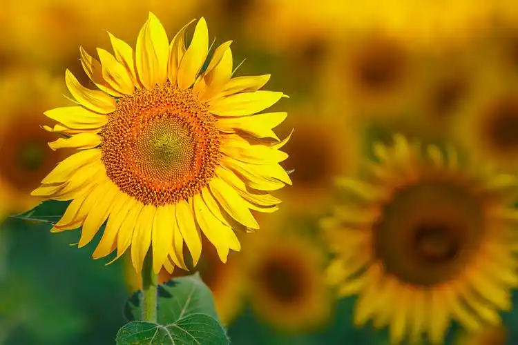 许多,太阳,花,晴天_高清图片_全景视觉