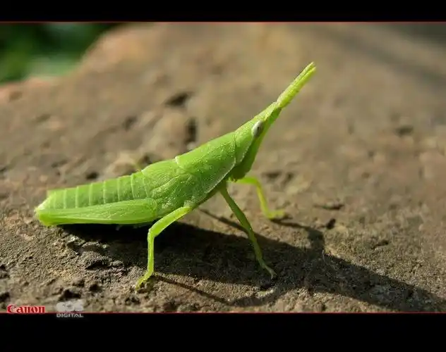 尖头蚱蜢的小若虫